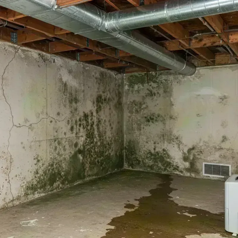 Professional Mold Removal in Liberty Lake, WA